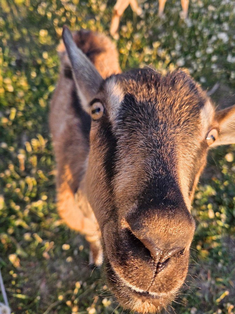 2 yearling Alpine does.