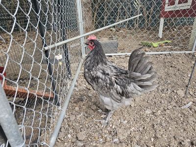 Healthy Rooster - Blue Maran Breed, Grey/Black Plumage