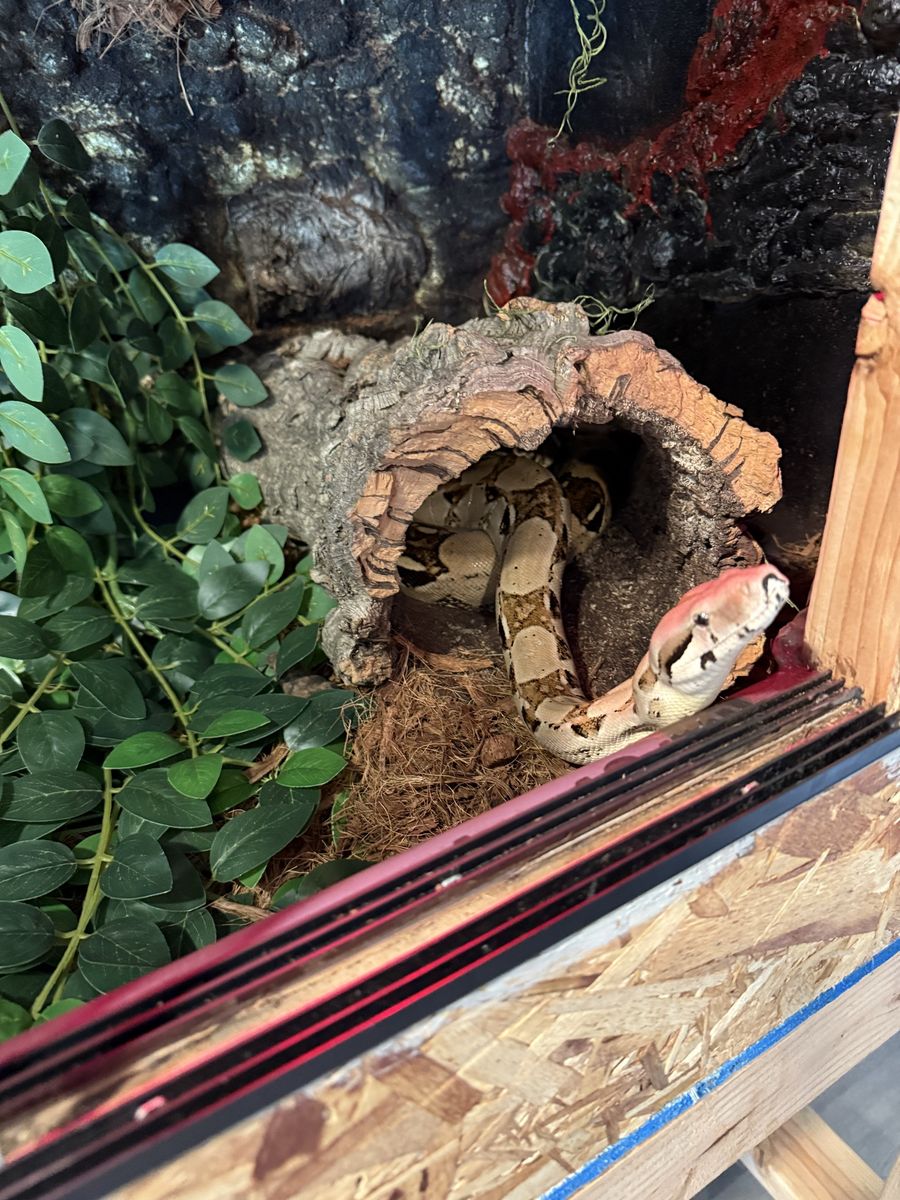Red tail Boa