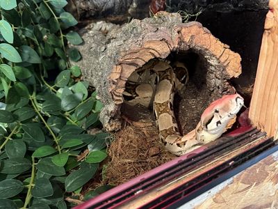 Red tail Boa