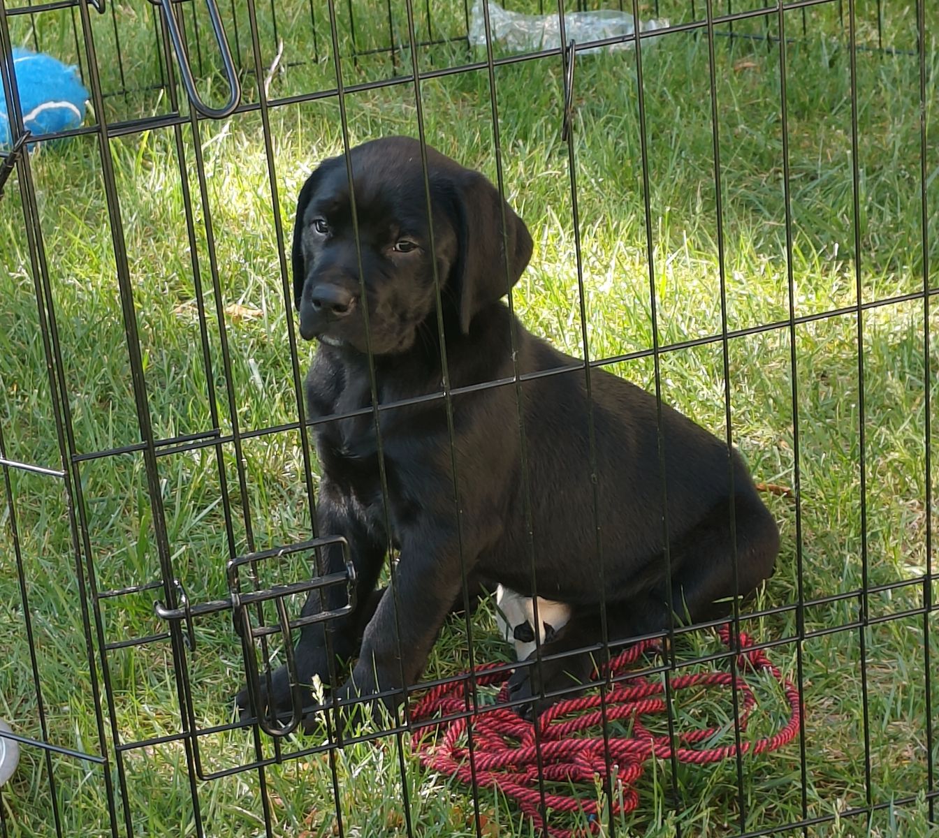 Rottweiler / German Shorthaired Pointer puppies