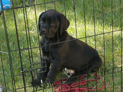 Rottweiler / German Shorthaired Pointer puppies