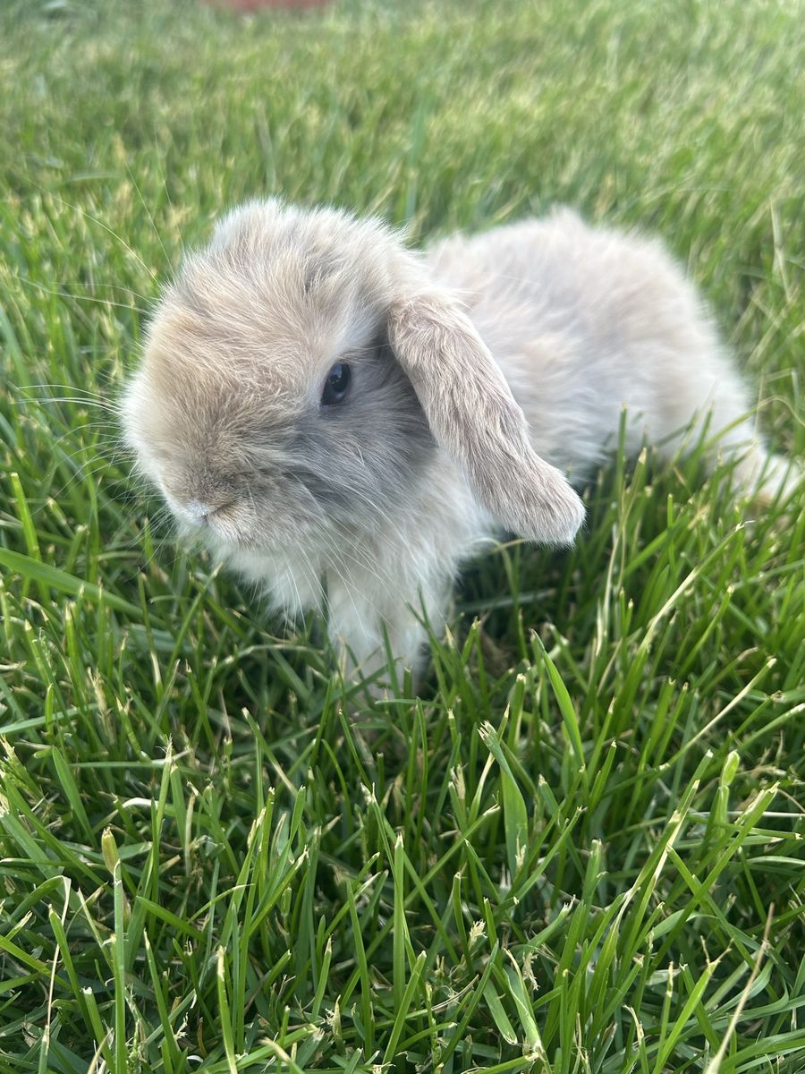 Baby holland lop buck