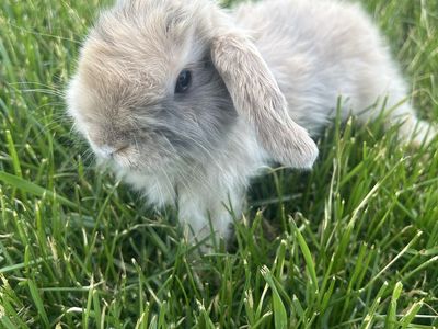 Baby holland lop buck