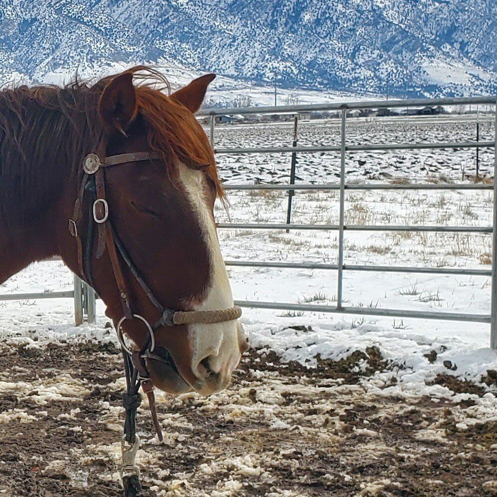 3 yr old Gelding