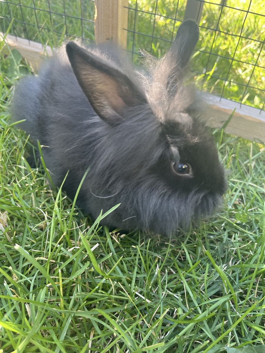 6-8 Week Old Baby Bunnies