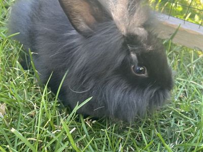 6-8 Week Old Baby Bunnies