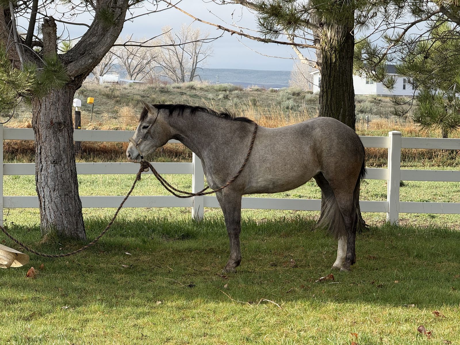 3 Year Old Reining/ Cowhorse Prospect