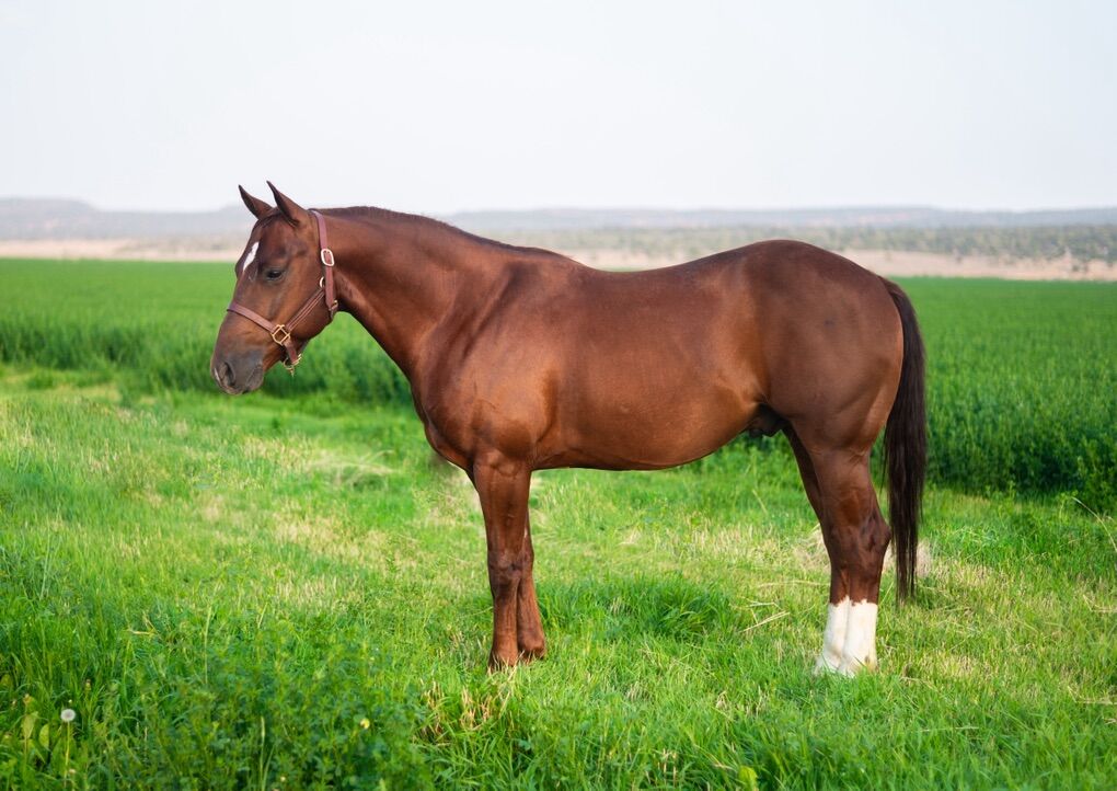 SmokenCats N JoeJack- 2019 AQHA Gelding