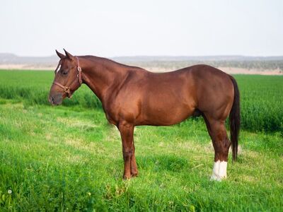 SmokenCats N JoeJack- 2019 AQHA Gelding