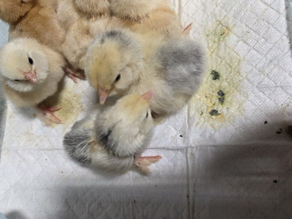 freshly hatched silver d'uccle chicks
