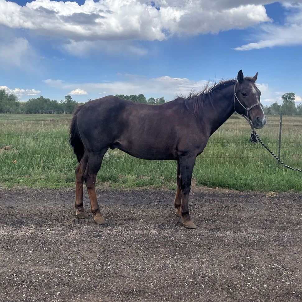 Youth Rodeo Horse