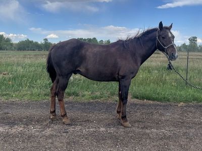 Youth Rodeo Horse