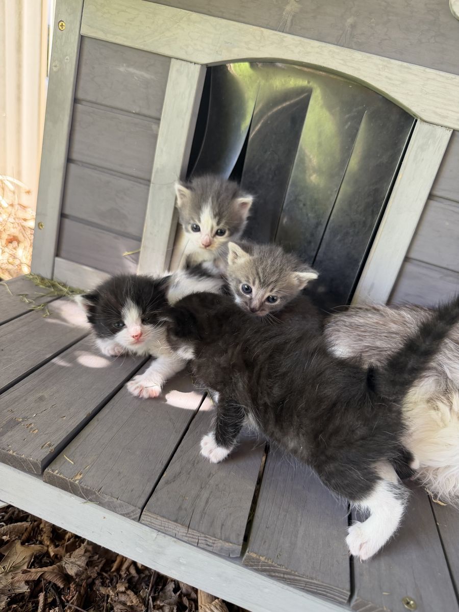 Cute loving Ragdoll Siamese mixed kittens