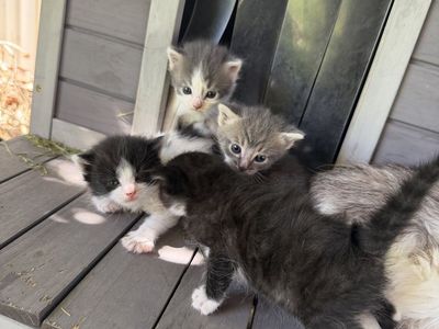 Cute loving Ragdoll Siamese mixed kittens