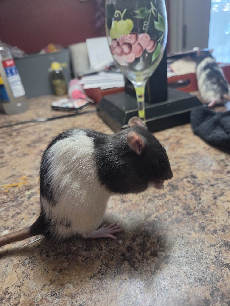 2 rats