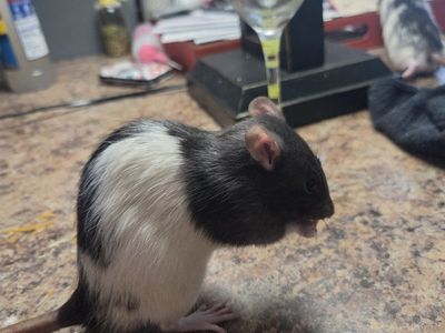 2 rats