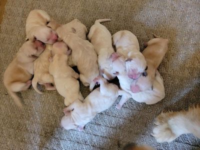 They're here! AKC Golden Retriever pups