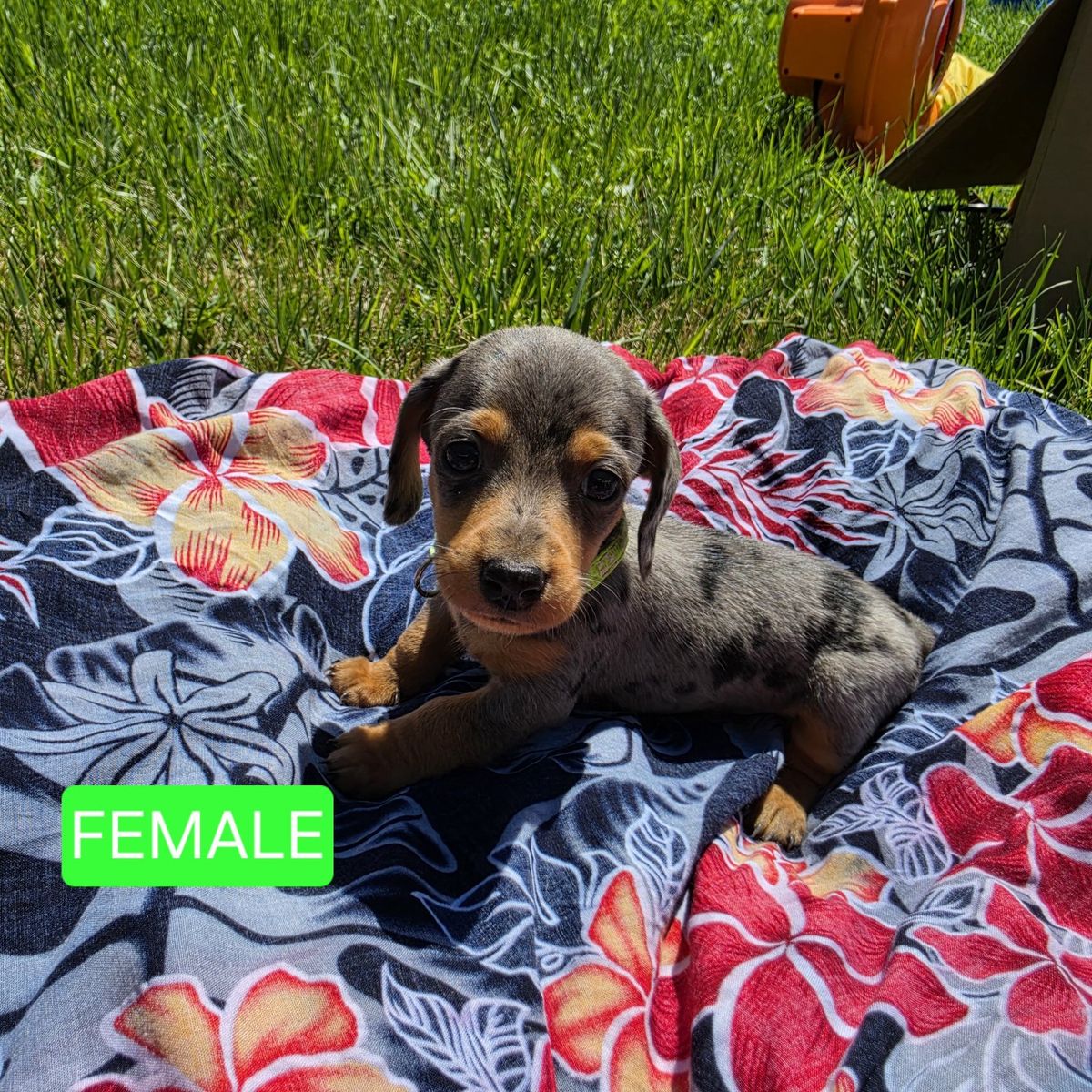 Dachshund Puppies