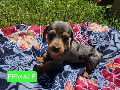 Dachshund Puppies