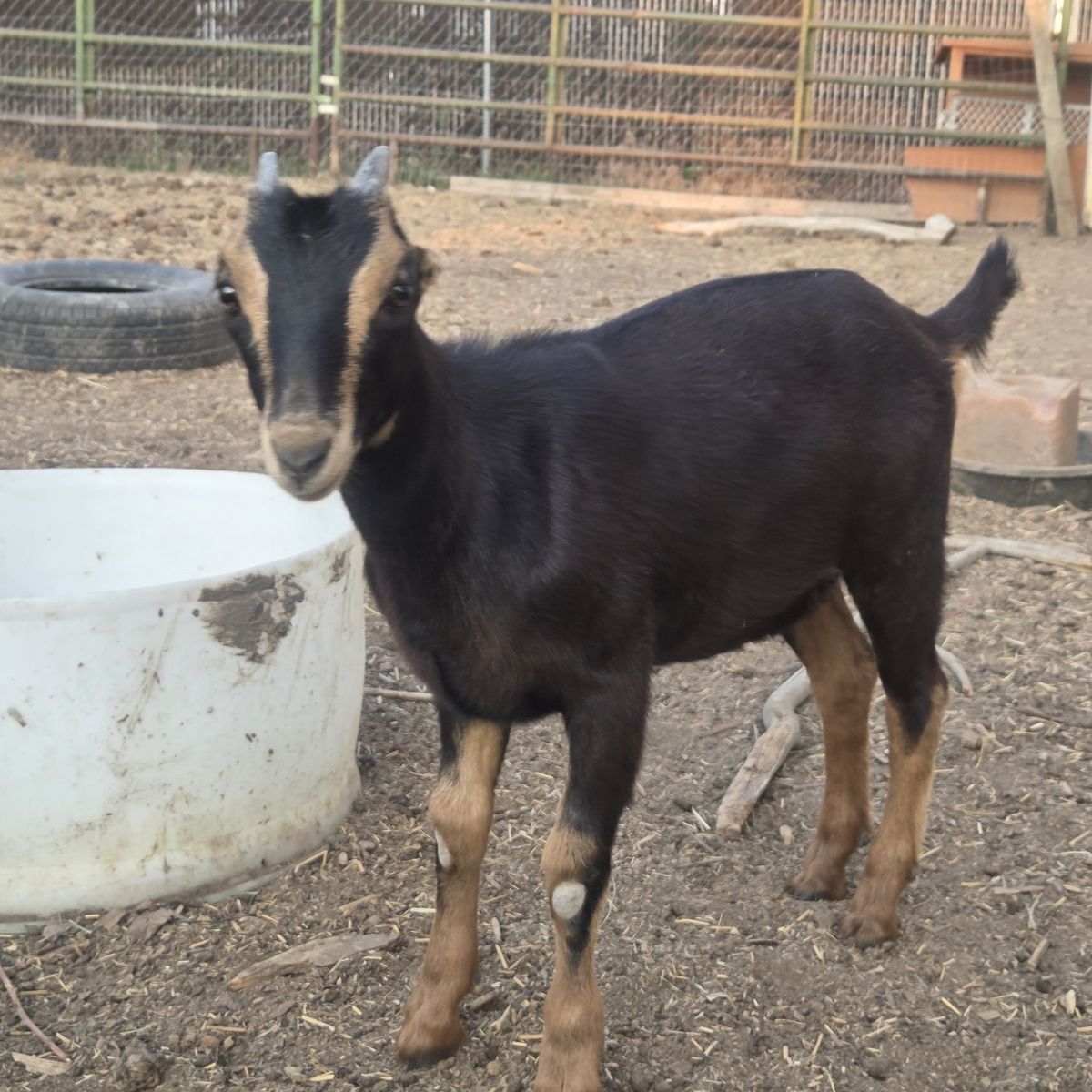 Standard Lamancha Doeling