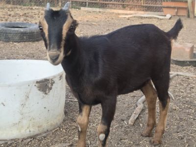 Standard Lamancha Doeling
