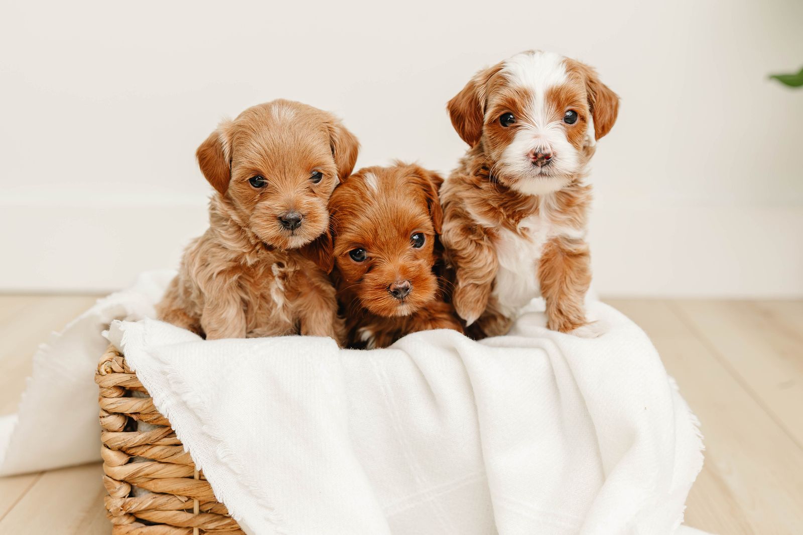 Exceptionally Bred True Apricot Teacup Maltipoos - Tiny, Rare & Absolutely Adorable *1 Girl Available, Boys Sold 