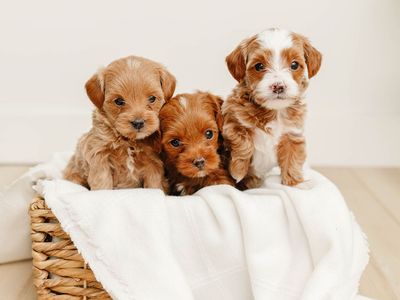 Exceptionally Bred True Apricot Teacup Maltipoos - Tiny, Rare & Absolutely Adorable *1 Girl Available, Boys Sold
