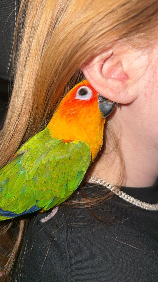 Sun conure for sale
