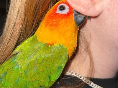 Sun conure for sale