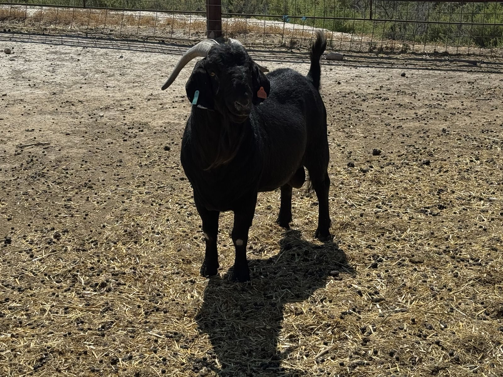 Fullblood Boer buck