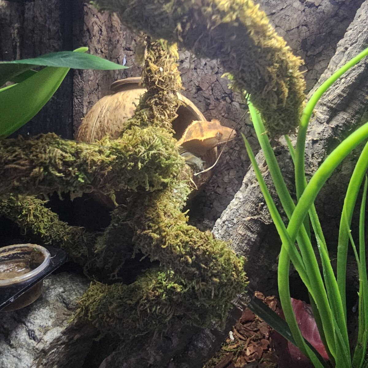Crested Gecko with Established Natural Enclosure