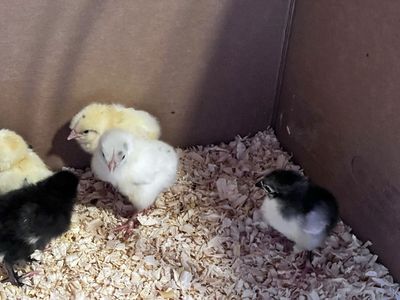 Copper Maran, Easter egger, and olive egger chick