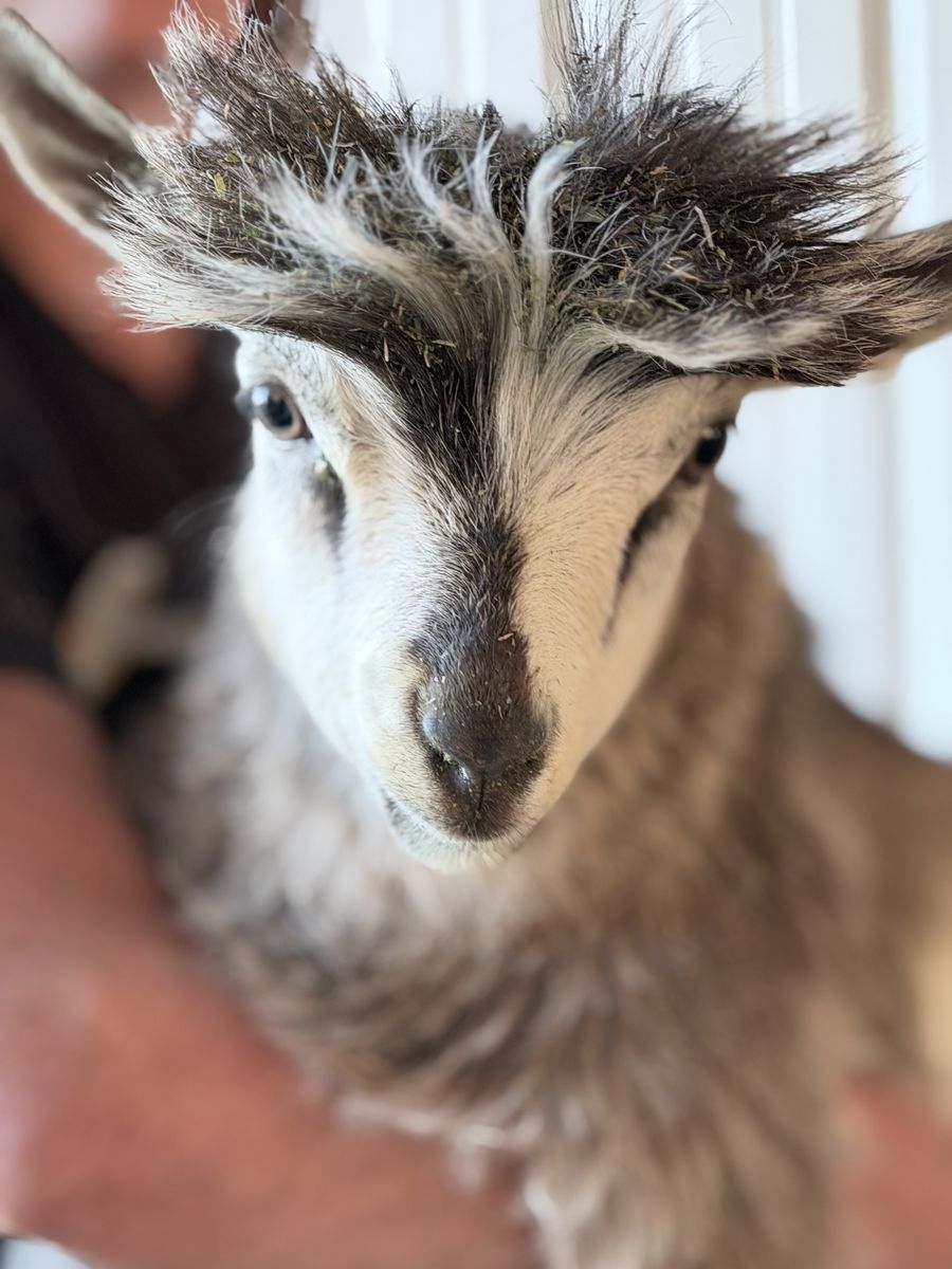 Mini-Silky Fainting Goat (Wether)