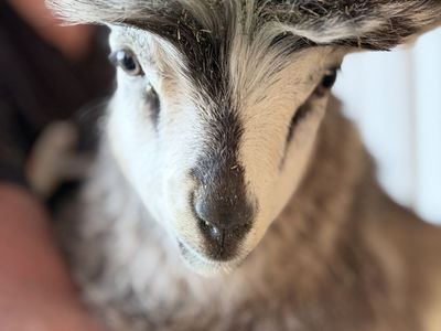 Mini-Silky Fainting Goat (Wether)