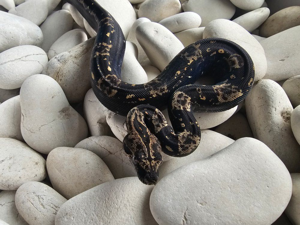 2025 Male Jungle IMG pos het Anery