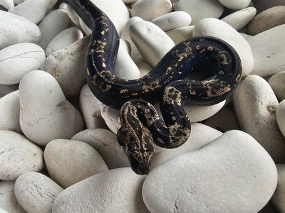 2025 Male Jungle IMG pos het Anery