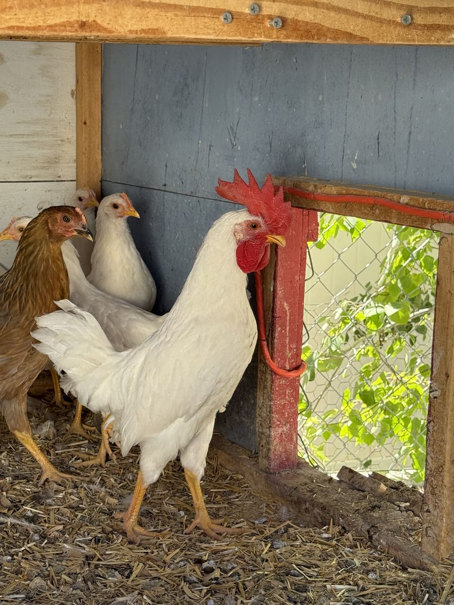 FREE Roosters (1 leghorn and 1 blue producer)