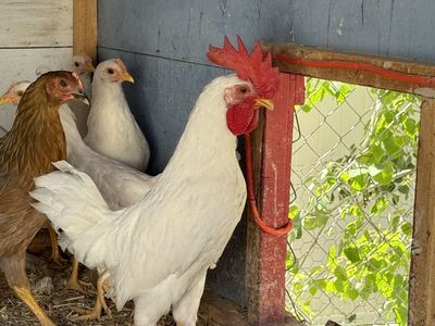 FREE Roosters (1 leghorn and 1 blue producer)