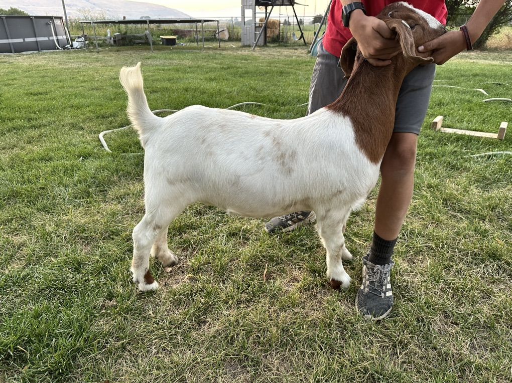 Boer Doe
