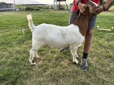 Boer Doe
