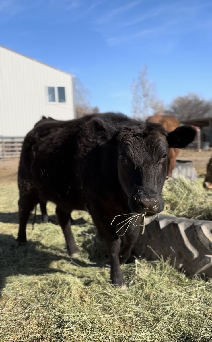 Black angus/ wagu 2yo heifer