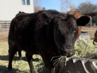 Black angus/ wagu 2yo heifer
