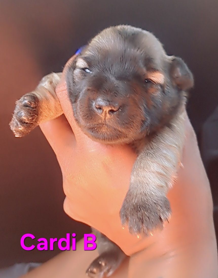 Mini Schnauzer Puppies