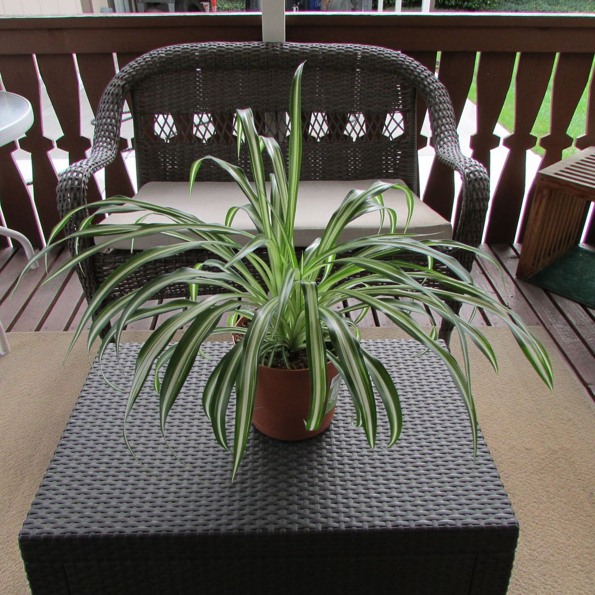 Large Healthy Spider Plant