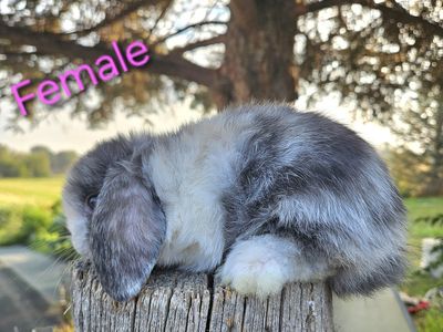 Pedigreed Holland Lops