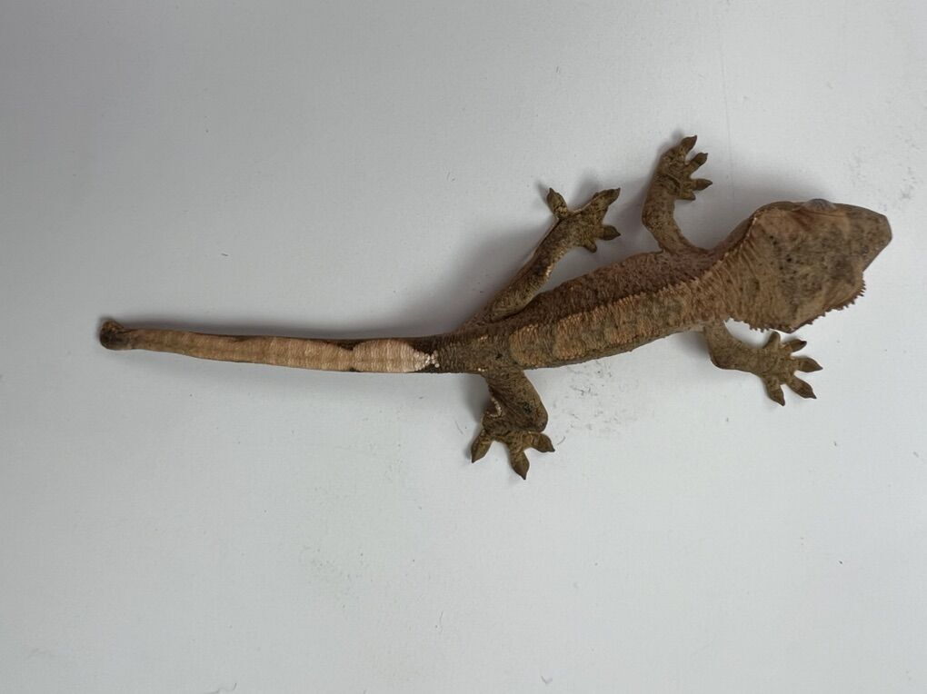 Cute Crested Gecko