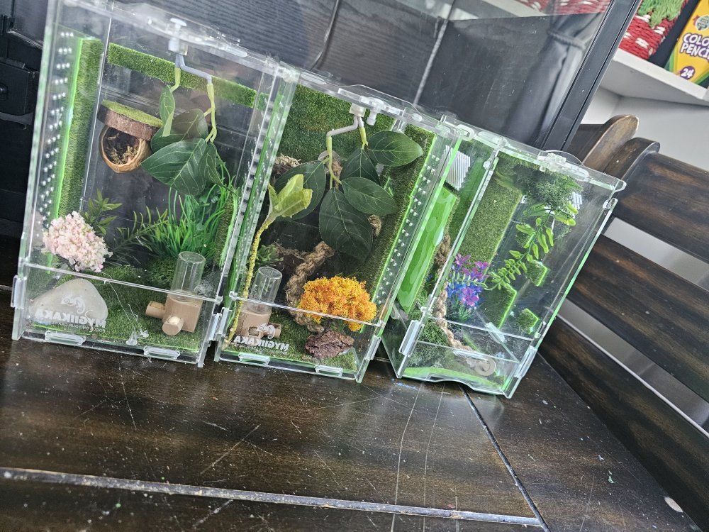 3 FULLY DECORATED JUMPING SPIDER ENCLOSURES