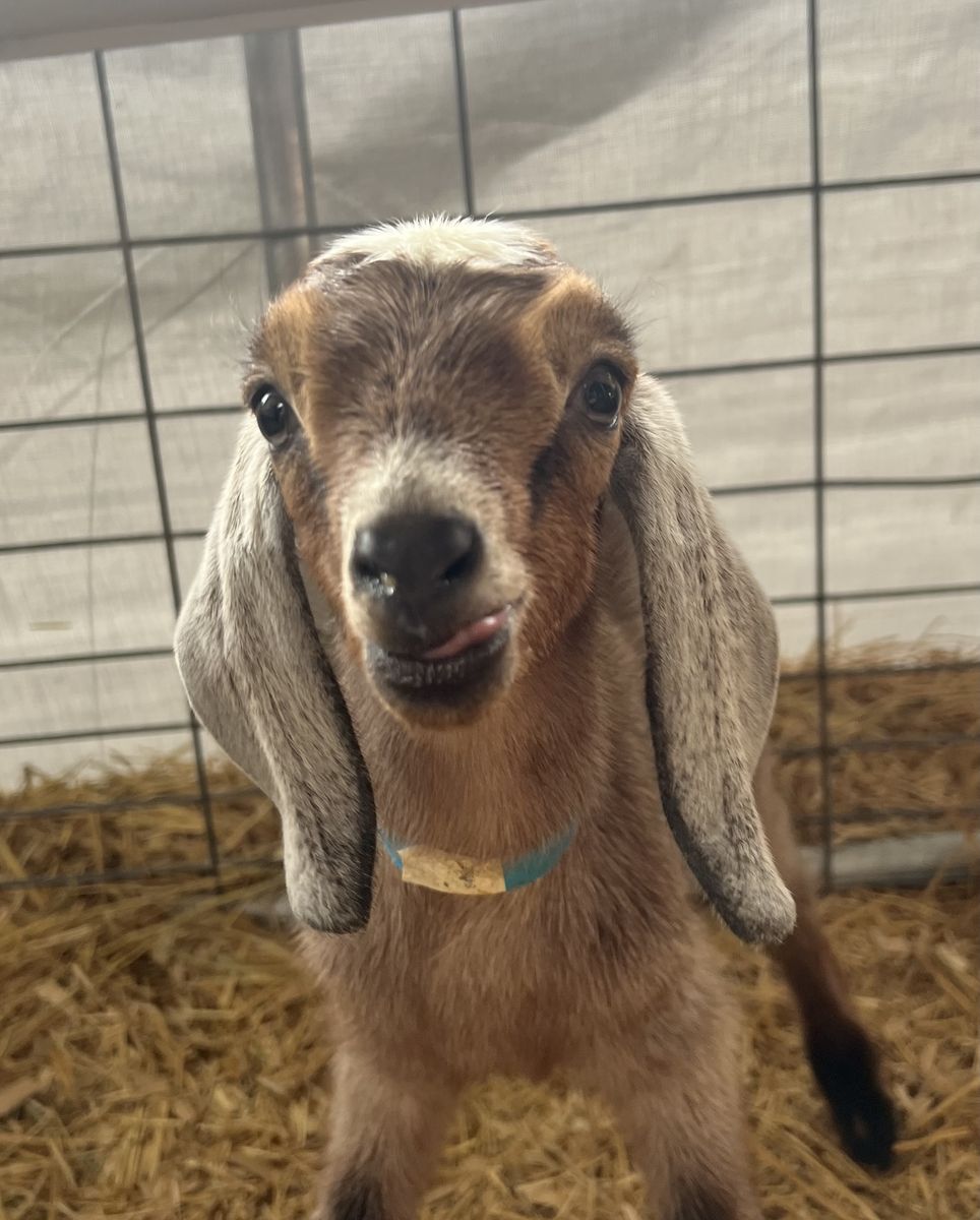 Purebred Nubian Buckling