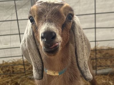 Purebred Nubian Buckling